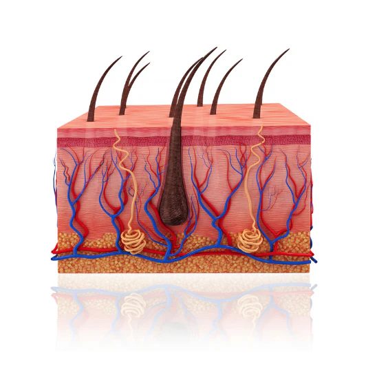 Strengthen Hair Follicles